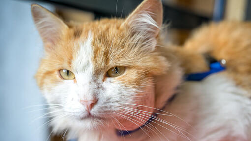 Cat ear abscess home treatment deals